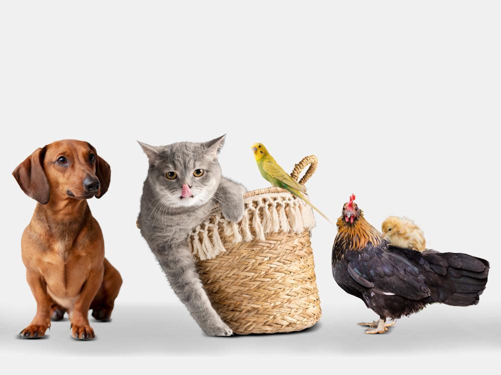 Animaux de compagnie GKO